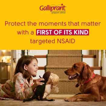 Dog Pet Supplies R746