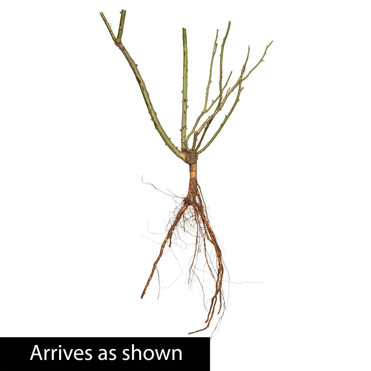 Bare Root Climbing Rose P62933