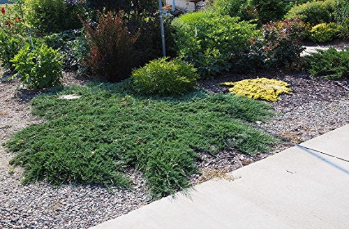 30 Live Plants Drought Tolerant Cold Hardy Evergreen Ground Cover K709473