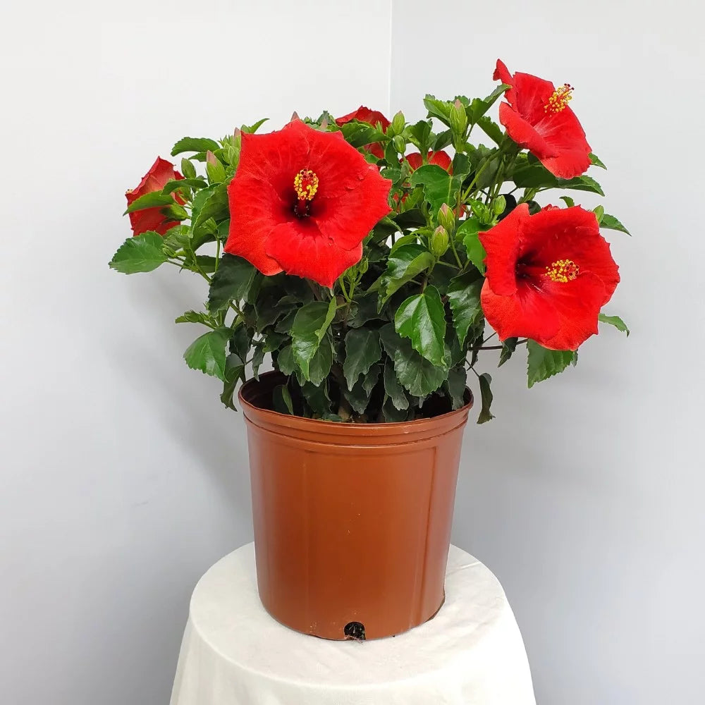 22" to 26" Red Hibiscus Bush Plant in Growers Pot I229
