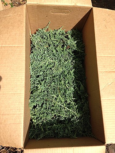 30 Live Plants Drought Tolerant Cold Hardy Evergreen Ground Cover K709473