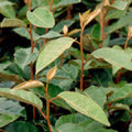 2.5 Gallon Elaeagnus X Ebbingei V71483