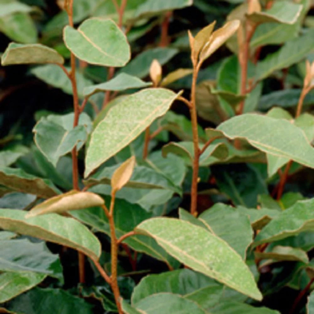 2.5 Gallon Elaeagnus X Ebbingei V71483