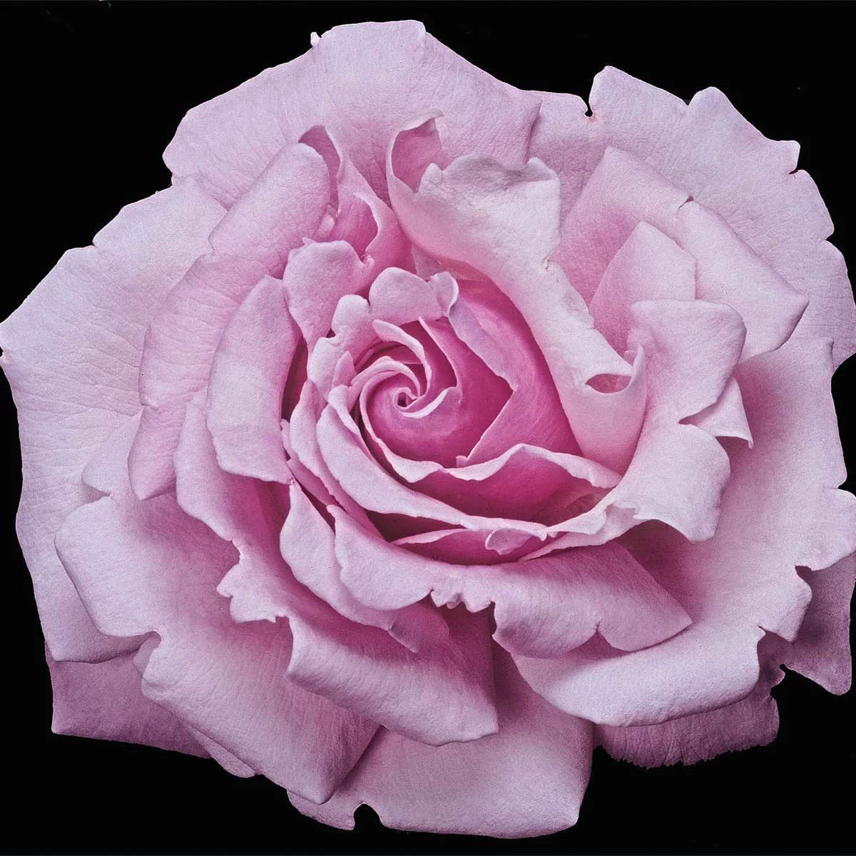 Bare Root Climbing Rose P62933