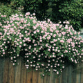 Bare Root Climbing Rose P62933