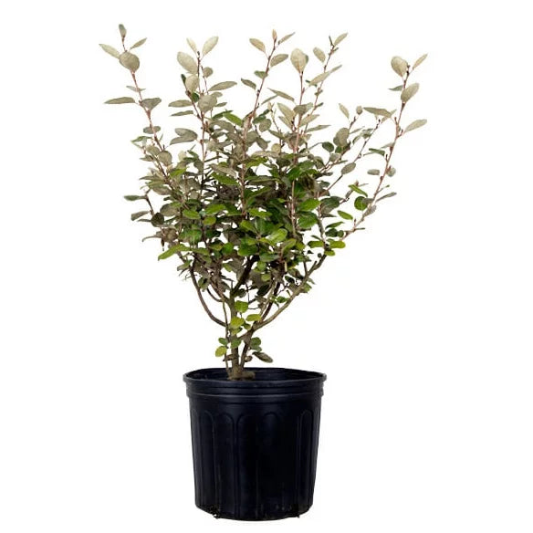 2.5 Gallon Elaeagnus X Ebbingei V71483