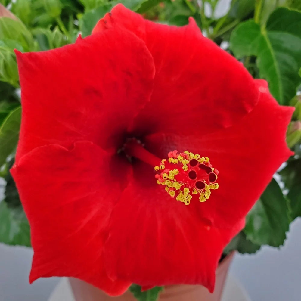 22" to 26" Red Hibiscus Bush Plant in Growers Pot I229