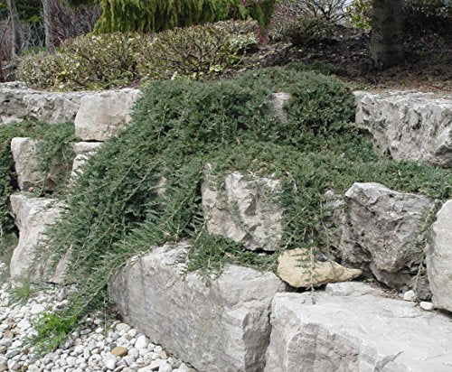 30 Live Plants Drought Tolerant Cold Hardy Evergreen Ground Cover K709473