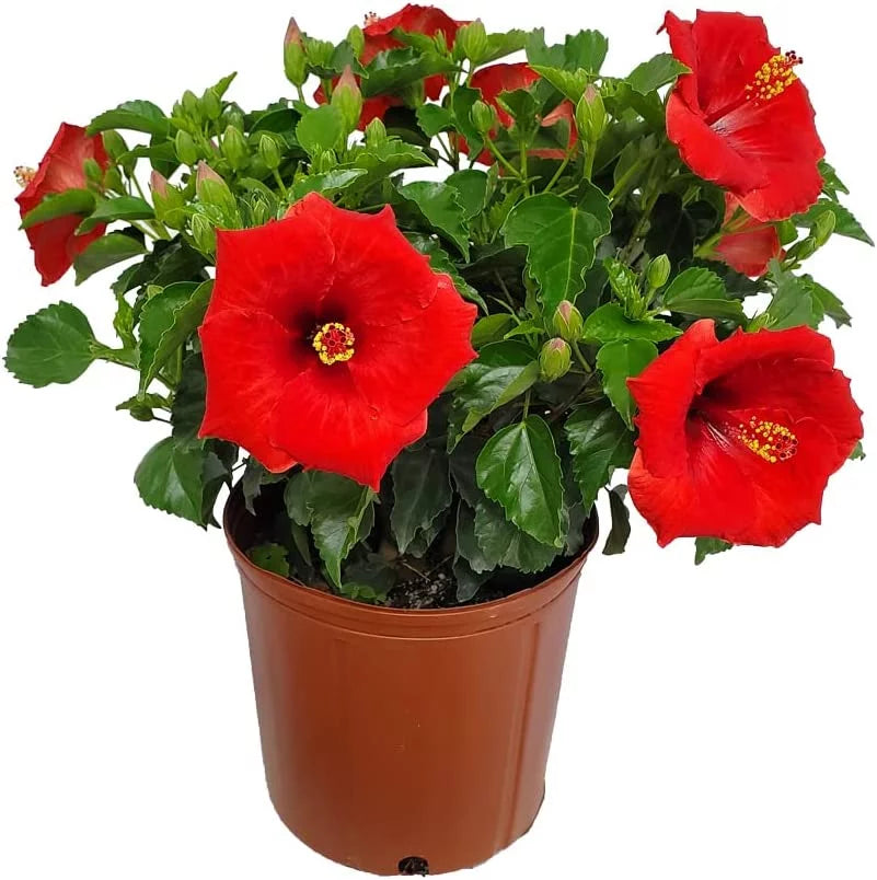 22" to 26" Red Hibiscus Bush Plant in Growers Pot I229