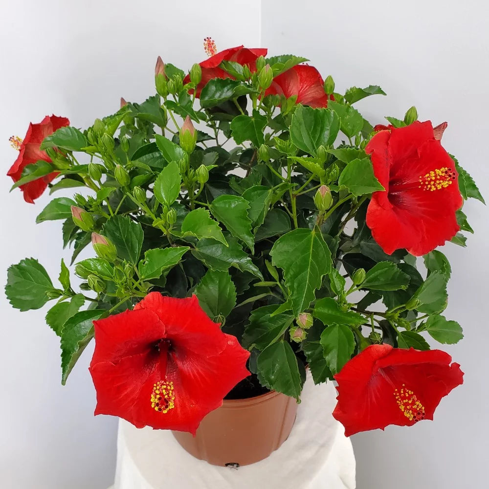 22" to 26" Red Hibiscus Bush Plant in Growers Pot I229