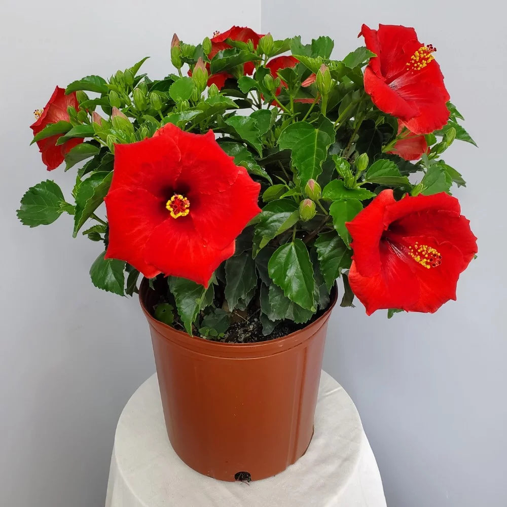 22" to 26" Red Hibiscus Bush Plant in Growers Pot I229