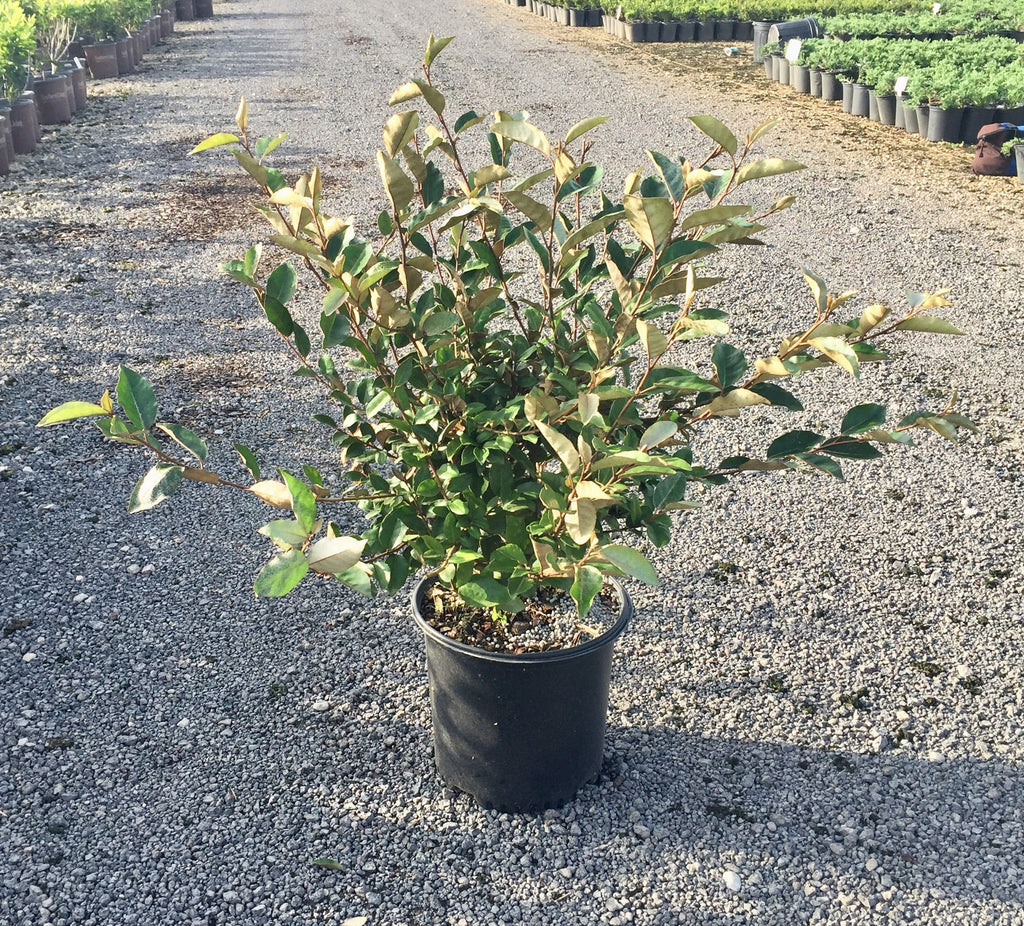 2.5 Gallon Elaeagnus X Ebbingei V71483