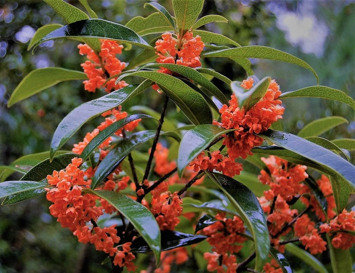 2 Gallon Pot Fragrant Tea Olive Live Plant T418871