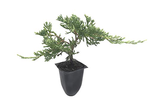 30 Live Plants Drought Tolerant Cold Hardy Evergreen Ground Cover K709473