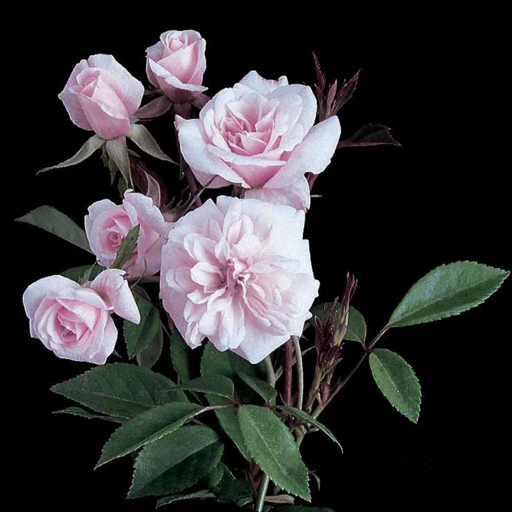 Bare Root Climbing Rose P62933
