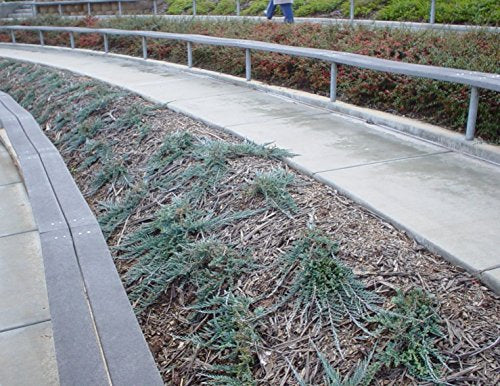 30 Live Plants Drought Tolerant Cold Hardy Evergreen Ground Cover K709473