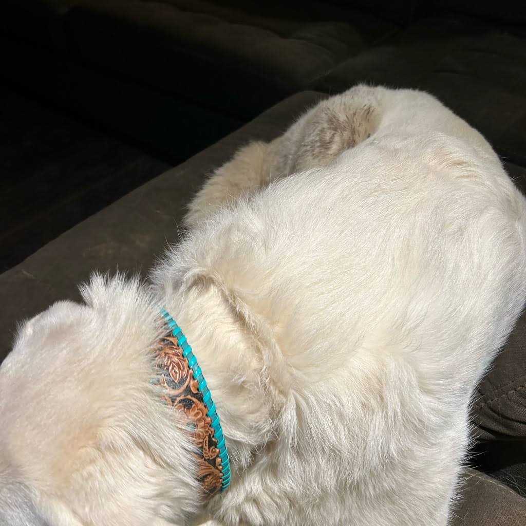 Tooled Leather Dog Collar P186