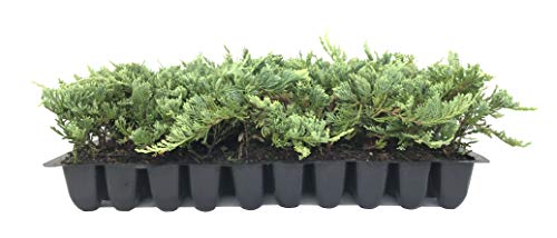 30 Live Plants Drought Tolerant Cold Hardy Evergreen Ground Cover K709473