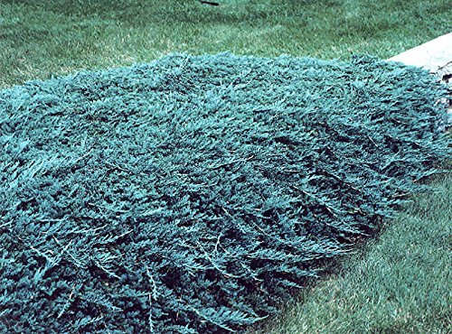 30 Live Plants Drought Tolerant Cold Hardy Evergreen Ground Cover K709473